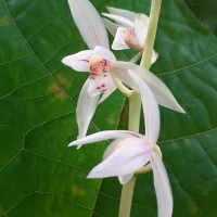 Cymbidium haematodes Lindl.